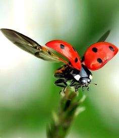 Amazing Macro Photography, Macro Photography Insects, Macro Photography Tips, Foto Macro, Macro Photography Nature, Macro Photography Flowers, Photography Ideas At Home, Micro Photography, Lady Beetle