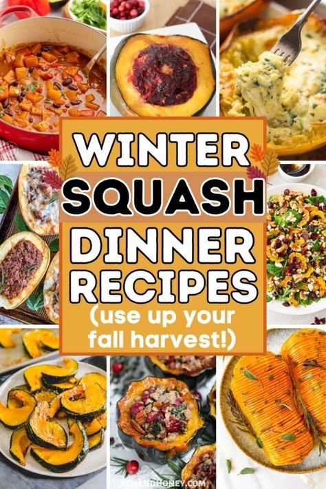 21 Winter Squash Recipes for Fall And Beyond - ZEN AND HONEY Dutch Oven Squash Recipes, Fall Recipes Squash, Recipes With Winter Squash, Sunshine Squash Recipes, Autumn Frost Squash Recipe, Squash Dinner Ideas, Ideas For Squash, Farmers Market Recipes Fall, Autumn Squash Recipes