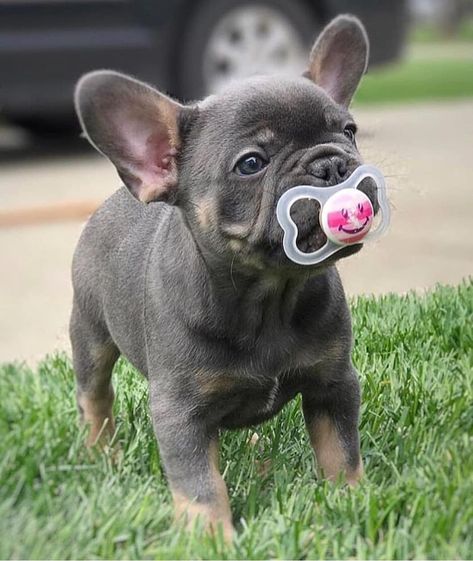 Beautiful Puppies, Bulldog French, Very Cute Puppies, Bulldog Francese, Really Cute Puppies, Francia Bulldog, Super Cute Puppies, Cute Bulldogs, Really Cute Dogs