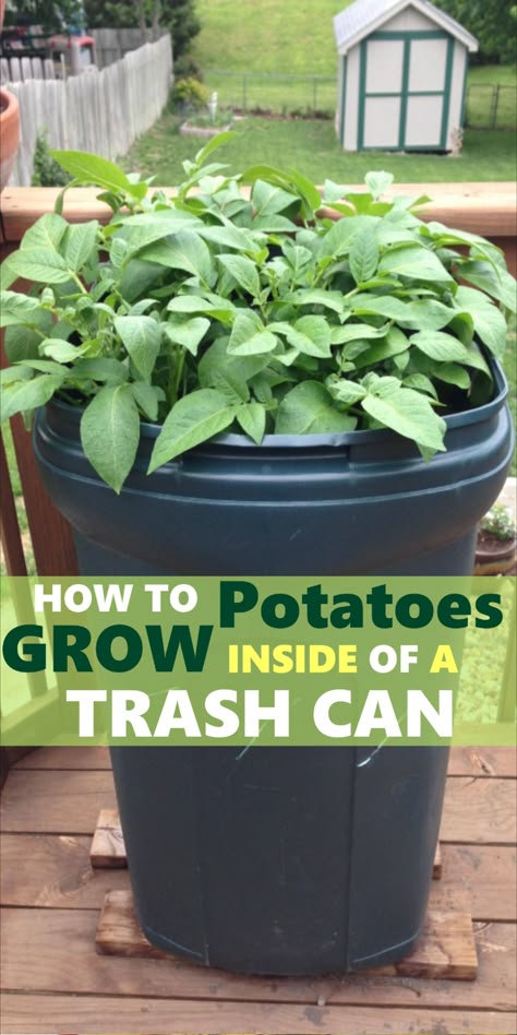 growing potatoes in a trash can Potato In Bucket How To Grow, Potatoes In Containers Growing, Potatoes In Pots Growing, Tips For Growing Potatoes, Garden Columns Ideas, How To Grow Potatoes In A Bag, Potato Growing Containers Diy, Container Potatoes Gardening, Grow Potatoes In Laundry Basket