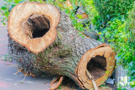 How To Hollow Out a Tree Trunk: Three Easy Ways You Should Know About How To Hollow Out A Log, Hollow Log Projects, Hollow Log Ideas, Tree Trunk Ideas, Logs Ideas, Log Art, Log Projects, Timber Logs, Dry Tree