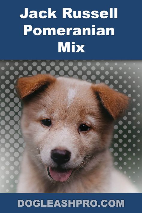 Pomeranian Mix Jack Russell: Complete Guide Pomeranian Mix Breeds, Pomeranian Mix Puppies, Pomeranian Chihuahua, Jack Russell Mix, Designer Dogs Breeds, Dog Dna Test, Pomeranian Mix, Wireless Dog Fence, Dog Essentials