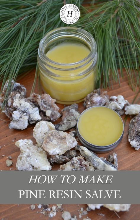 How To Make Pine Resin Salve | Herbal Academy | Did you know pine resin has been used historically for topical wound care? Learn how to make pine resin salve for your first aid kit! Headache Salve, Cooking With Turmeric, Salve Recipes, Natural Healing Remedies, Natural Soaps, Diy Remedies, Eco Living, Natural Therapy, Natural Diy