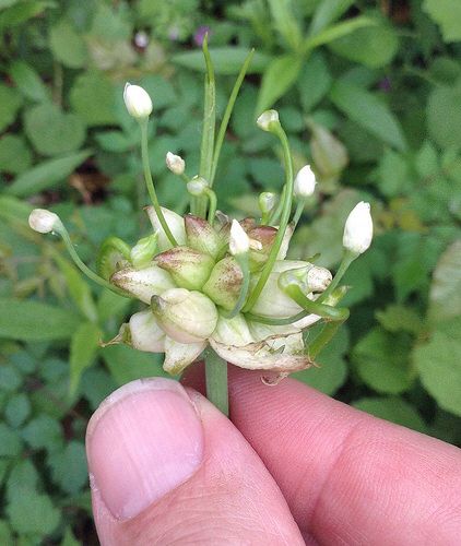 Oklahoma wild onion Full Sun Flowers, Onion Flower, Wild Foraging, Wild Onions, Planting Onions, Rain Lily, Medicinal Herbs Garden, Indoor Flowering Plants, Witch Herbs