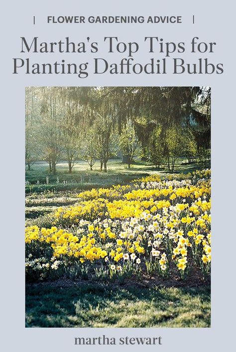 Martha shares her top tips for planting daffodil bulbs. Learn how to map out where to place them, to the most efficient way to plant the bulbs. #gardening#gardenideas#garden#flowergarden#summerflowers#marthastewart#annuals Planting Daffodil Bulbs, Bulbs Garden Design, Spring Bulbs Garden, Planting Layout, Daffodils Planting, Hampton Garden, Planting Tulips, Daffodil Bulbs, Shade Perennials