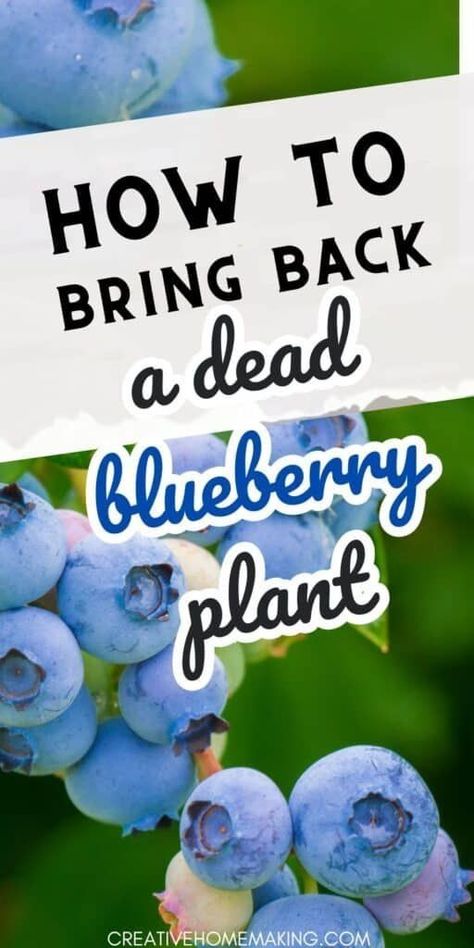 Bring back your dead blueberry plant with these expert tips! From pruning and proper watering to soil amendments and sunlight, learn how to bring your blueberry plant back to life and enjoy a bountiful harvest once again. Get started on restoring your garden to its former glory! How To Propagate Blueberry Bushes, Where To Plant Blueberry Bushes, Blueberry Bushes Growing, Blueberry Plants Gardening, Blueberry Bush Care, Growing Blueberries Bushes, Blueberry Growing, Plant Tips And Tricks, Blueberries Growing