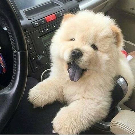 Chow-Chow puppy, complete with purple tongue Perros Chow Chow, Chow Chow Dogs, I Drive, Puppy Chow, Fluffy Dogs, Cute Dogs And Puppies, Cute Creatures, Chow Chow, Baby Dogs