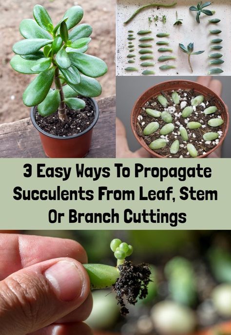 3 Easy Ways To Propagate Succulents From Leaf, Stem Or Branch Cuttings - Rural Sprout Propogate Succulents, Replanting Succulents, Propagate Succulents From Leaves, Tanaman Sukulen, Propagate Succulents, Kaktus Dan Sukulen, Baby Succulents, Succulent Cuttings, Succulent Garden Diy