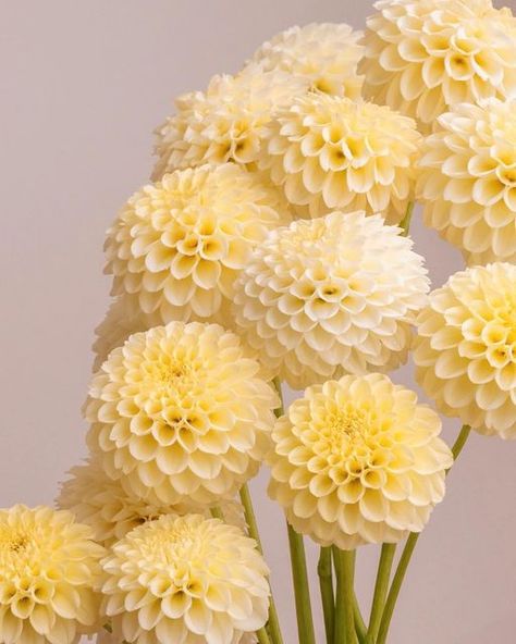 Delilah Flower, Dalia Flower, Dahlias Wedding, Dahlia Bouquet, Yellow Bouquets, Flower Farmer, Flower Therapy, Floral Photography, Floral Photo