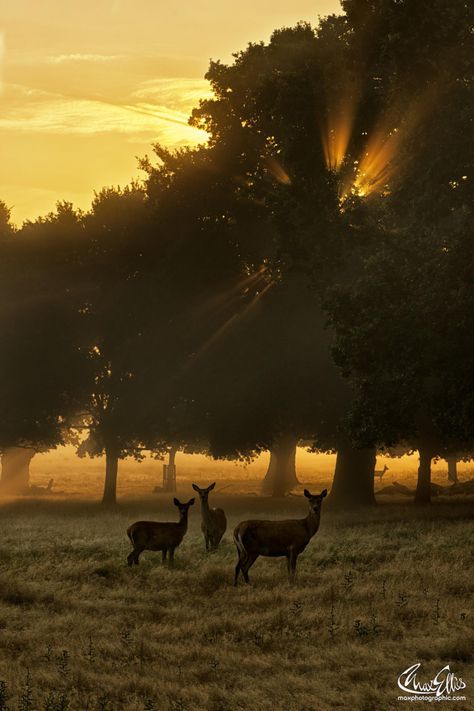 Fotografia First rays de Max Ellis na 500px Richmond Park, London Park, By Max, Pics Art, Beautiful Creatures, Sunrise Sunset, Beautiful World, Wonders Of The World, The Great Outdoors