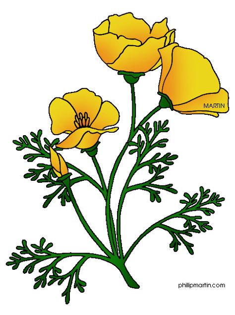 California Poppy Drawing, California State Flower, California Poppy Flower, Poppy Flower Drawing, Golden Poppy, Horse Canvas Painting, Flower Clip Art, Poppy Drawing, California Poppies