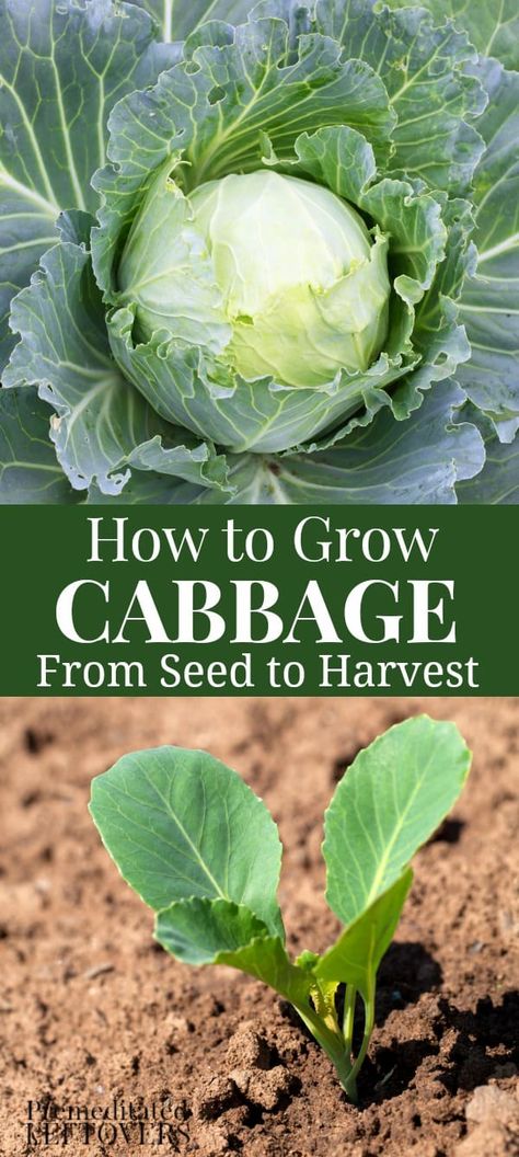 Cabbage Growing, Grow Cabbage, Growing Cabbage, Cabbage Plant, Cabbage Seeds, Indoor Vegetable Gardening, Backyard Vegetable Gardens, Organic Vegetable Garden, Organic Gardening Tips