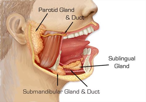 Stensen’s Duct, also known as the parotid duct, is the duct that leads from the parotid gland (the major salivary gland) into the oral cavity. This duct can also be referred to as ductus parotideus. Nicolas Steno was a Danish anatomist and geologist in the middle to late 17th century. He made many great discoveries in the field of geology at the time, but also identified Stensen’s duct while studying anatomy in Amsterdam. Neck Muscle Anatomy, Salivary Glands, Parotid Gland, Sistem Pencernaan, Human Body Facts, Head Anatomy, Kesehatan Gigi, Dental Anatomy, Salivary Gland