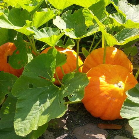 Vegetable Garden Fertilizer, Pumpkin Plants, Pumpkin Plant, Summer Crops, Pumpkin Varieties, Planting Pumpkins, Cucumber Beetles, Grow Avocado, Gardening Guide