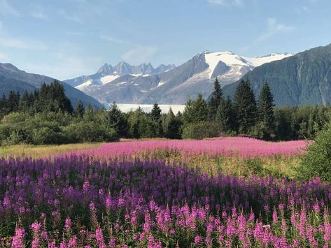 Alaska Fireweed, Outside Activities, Landscape View, Pretty Landscapes, Get Outdoors, Flowers Nature, Flower Field, Pretty Places, Fantasy Landscape