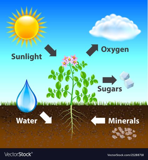 Photosynthesis Diagram, Cellular Respiration Activities, 7th Grade Science Projects, Photosynthesis Projects, Fun Science Worksheets, Photosynthesis Activities, Teaching Cells, Kids Science Fair Projects, Photosynthesis Worksheet