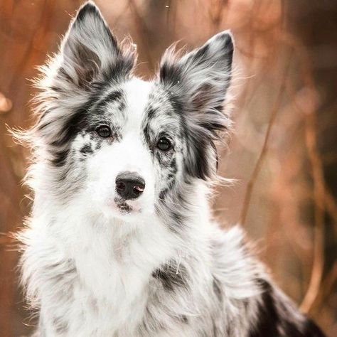 100 Unique Names for Blue and Merle Dogs Border Collie Merle, Collie Puppies, Border Collie Puppies, Australian Shepherd Dogs, Labrador Retriever Puppies, Border Collie Dog, Australian Shepherds, Yorkshire Terrier Puppies, Pretty Dogs