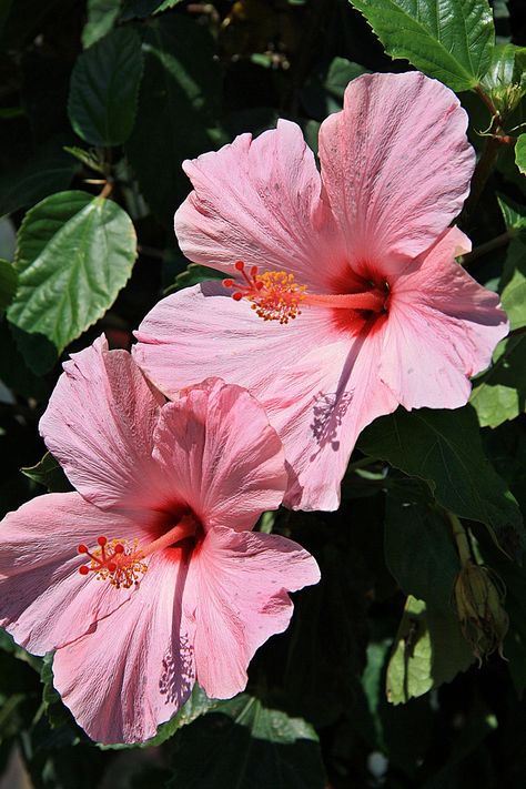 Taken at Wilson Farm in Lexington, Massachusetts Hibiscus Bouquet, Hibiscus Garden, Hibiscus Plant, Pink Hibiscus, Have Inspiration, Hawaiian Flowers, Hibiscus Flowers, Exotic Flowers, Beautiful Blooms