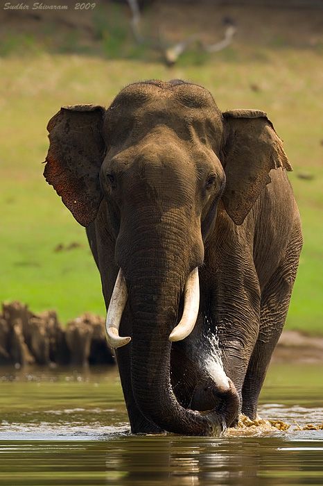 Asian Elephant (all elephants are endangered) African Forest Elephant, African Bush Elephant, Elephant Photography, Animals Tattoo, Tattoo Nature, Elephant Rock, Elephant Images, Elephant Pictures, Elephants Photos