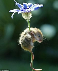 Photo Animaliere, Pocket Pet, Animal Magic, Little Critter, Cute Mouse, Small Animals, Amazing Animals, Hamsters, Rodents