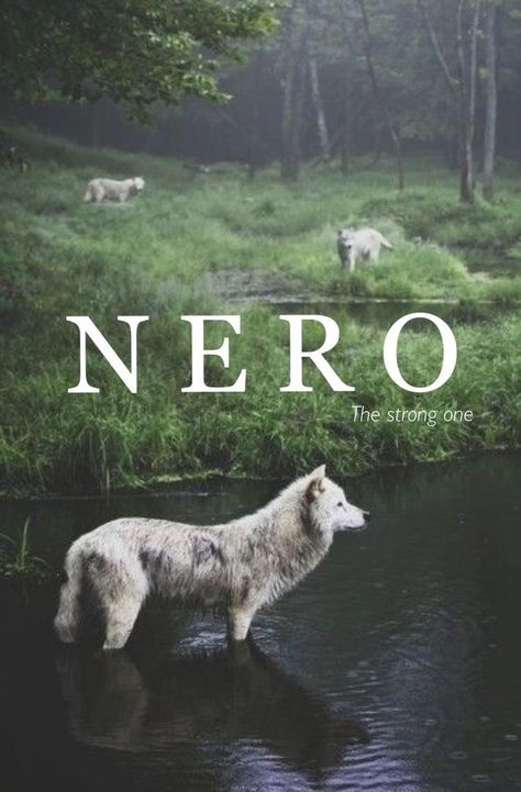 Norse Names, Vintage Baby Names, Regnul Animal, Nosara, Names Unique, Beautiful Wolves, White Wolf, A Wolf, Akita