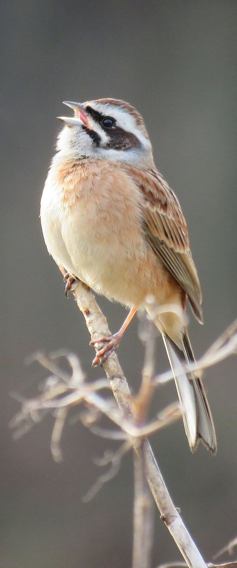 Picture of a bunting bird. #Birds #Animals #BeautifulBirds #Bunting Bunting Bird, Cats Videos, Adorable Kittens, Bird Perch, All Birds, Bird Pictures, Amazing Facts, Little Birds, Kingfisher