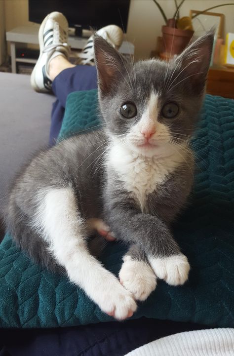 This is Kya and looking like a proper young lady in her grey tux! Grey Tuxedo Cat, Grey Tux, Grey Tuxedo, Tuxedo Cats, White Tuxedo, Owning A Cat, Tuxedo Cat, Cat Owners, All About Cats