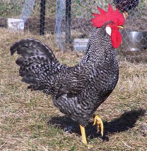 Barred Leghorn Best Laying Chickens, Leghorn Chickens, Laying Chickens Breeds, Best Egg Laying Chickens, Egg Laying Chickens, Raise Chickens, Beautiful Chickens, Raising Backyard Chickens, Egg Laying