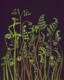 Fern Frond, Green Inspiration, Animal Magic, Organic Form, Alam Yang Indah, Patterns In Nature, Botanical Illustration, Horticulture, Botanical Art