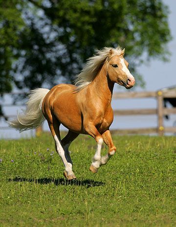 Welsh ponies are known for their good temperament, hardiness, and free-moving gaits. Welsh Pony And Cob, Miniature Ponies, Horse Running, Welsh Pony, Palomino Horse, Cute Ponies, Types Of Horses, Most Beautiful Horses, Majestic Horse