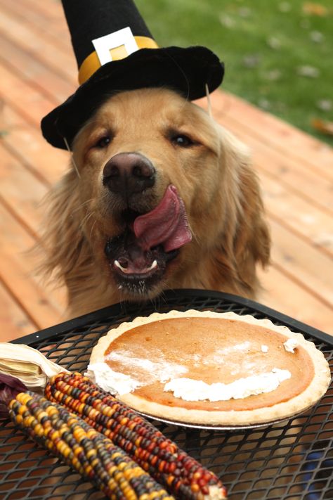 Very tasty! Turkey, Turkey, Turkey! Golden Retriever Thanksgiving, Holiday Dog Photos, Golden Retriever Names, Thanksgiving Photos, Dog Thanksgiving, Thanksgiving Pictures, Dog Calendar, Dog Photoshoot, Cat Parenting