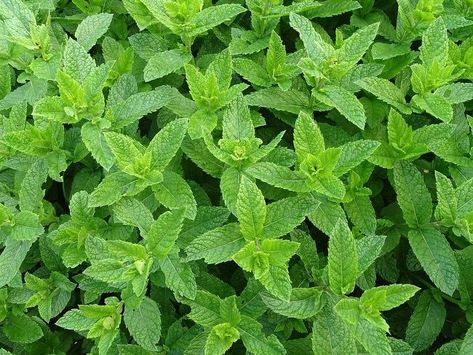 Plants That Repel Flies, Easy Herbs To Grow, Herbal Tea Garden, Growing Mint, Medicinal Herbs Garden, Herbal Teas Recipes, Sensory Garden, Mint Plants, Peppermint Tea