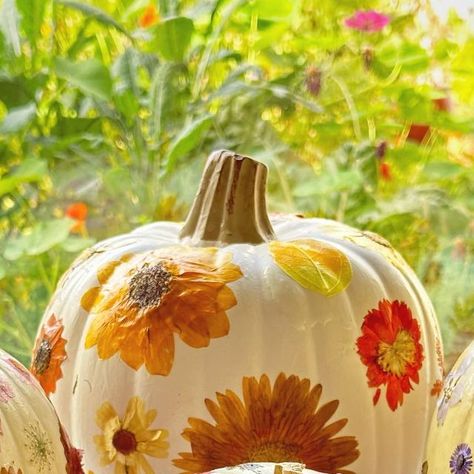 Emily Cooper on Instagram: "Dried flower pumpkins 🌸 I saw a bougie florist selling these and thought I could make that! All you need are white pumpkins, pressed dried flowers, matte modge podge, and a paintbrush." Modge Podge Dried Flowers, Dried Flower Pumpkin, Pressed Flower Pumpkin, Modge Podge Pumpkins, Flower Pumpkins, Diy Pumpkins Painting, Pumpkins Painting, Fall Pumpkins Painting, Pumpkin Flowers