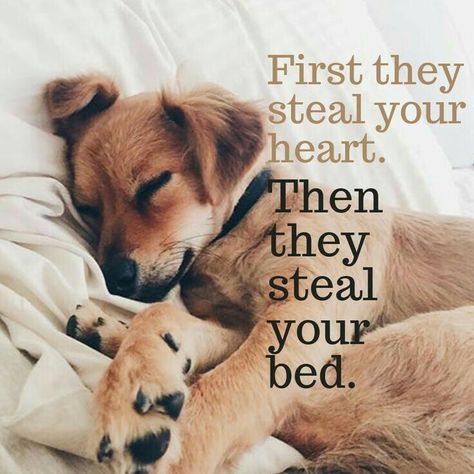 Dogs love sleeping by you,even if they have their own comfy dog bed. Cute Dog Quotes, Puppy Quotes, Dog Poems, Dog Lover Quotes, Dog Quotes Love, Dog Quotes Funny, Love My Dog, Wallpaper Laptop, Animal Quotes