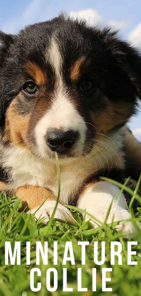 miniature collie #miniaturecollie #miniaturedog Miniature Border Collie, Miniature Collie, Mini Shetland, Lazy Dog Breeds, Collie Breeds, Designer Dogs Breeds, Hypoallergenic Dog Breed, Smartest Dog Breeds, Shetland Sheepdog Puppies