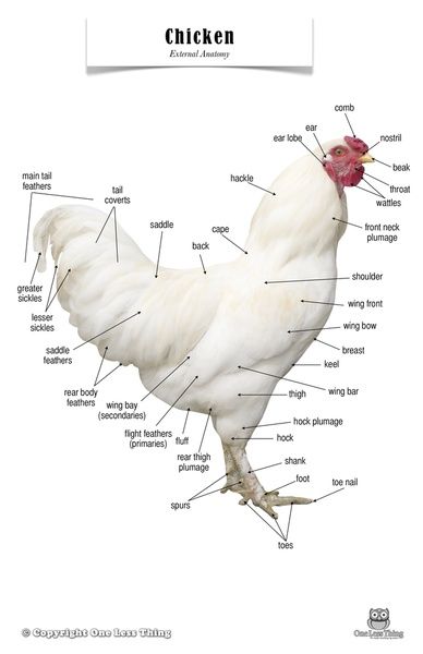 anatomical+chicken | Chicken Anatomy, Poster $7 laminated 11x17 Chicken Anatomy, Chicken Coop Kit, Chicken Facts, Build A Chicken Coop, Chicken Poster, Anatomy Poster, Flight Feathers, Portable Chicken Coop, Best Chicken Coop