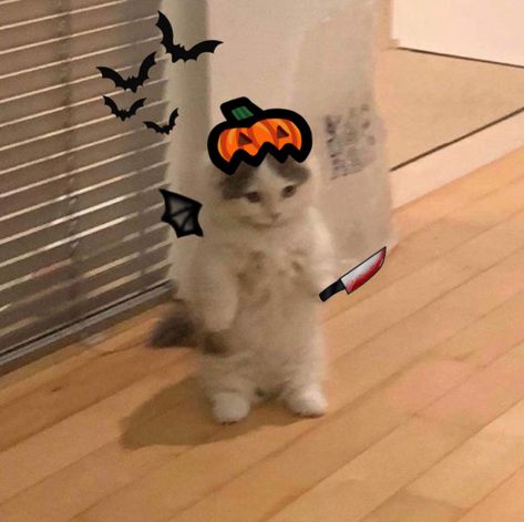 Cute Profile Pictures Halloween, Halloween Pfp Ideas, Cute Pfp Halloween, Y2k Halloween Pfp, Funny Halloween Pfp, Cute Halloween Profile Pics, Pdp Halloween, Cat Pfp Halloween, Halloween Cute Pfp