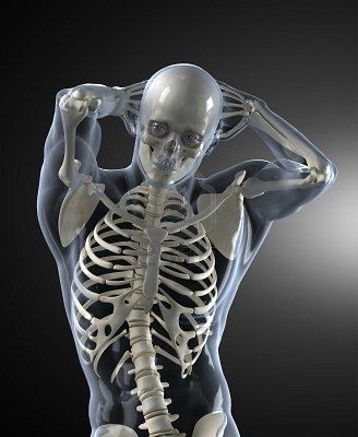 Skeleton Images, Skeleton Photo, Male Skeleton, Human Skeleton Anatomy, Skeleton Anatomy, Skeleton Drawings, Anatomy Sculpture, Anatomy Models, Human Body Anatomy