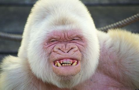 Image result for strangest looking monkeys Mutant Animals, Albino Gorilla, Rare Albino Animals, Angels Wings, Giant Cat, White Animals, Albino Animals, Animale Rare, Rare Animals