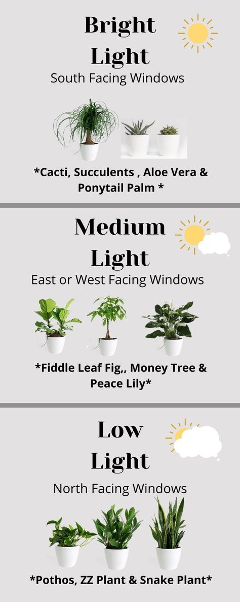 Windows Plants Indoor, Plants That Dont Need A Lot Of Sunlight, Type Of Plants Houseplant, Different Plant Types, Plant Location In Home, Houseplant Light Guide, When To Bring Plants Indoors, Different Plants And Their Meanings, Indoor Plant Light Guide