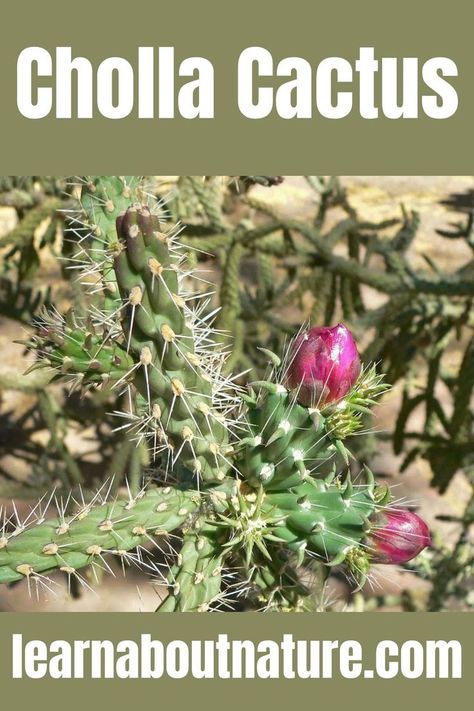 Cholla Cactus Cholla Cactus, About Nature, Cactus Plant, Wild Plants, Cactus Garden, Photosynthesis, Growing Tree, Cacti And Succulents, Cactus Plants