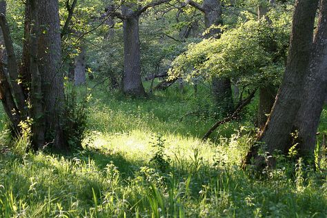 숲 사진, Nature Aesthetic, Pretty Places, Green Aesthetic, Grasses, Mother Earth, Pretty Pictures, Secret Garden, Happy Places