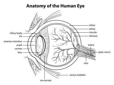 Human Eye Drawing, Permainan Kerjasama Tim, Eye Anatomy, Basic Anatomy And Physiology, Nurse Study Notes, Nurse Inspiration, Medical Student Study, Medical School Studying, Vision Eye