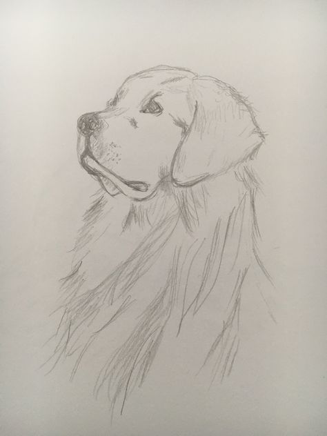 Dog Easy Sketch, Golden Retriever Sketch Easy, Drawing Ideas Dog, Sketches Dog, Pencil Dog Drawings, Cute Dog Pencil Drawing, Realistic Dog Sketch, Dog Sketch Easy, Golden Retriever Sketch Pencil