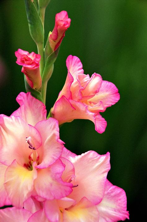 August Birth Flower Tattoo Designs | Gladiolus - August Birth Flower (USA) August Birth Flowers, Flower Photography Nature, August Birth Flower, Gladiolus Flower, Serene Nature, Birth Flower Tattoos, Nature Collection, Flower Photography, Plant Pictures