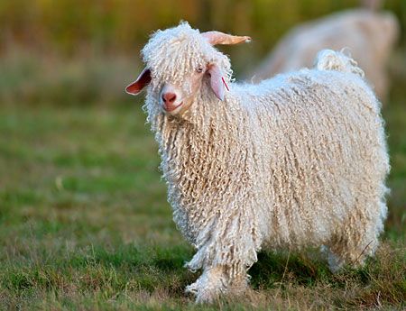 Angora Goat Mohair, Mohair Goat, Alpaca Facts, Fiber Animals, Goat Logo, Angora Goat, Raising Goats, Mohair Throw, Angora Goats