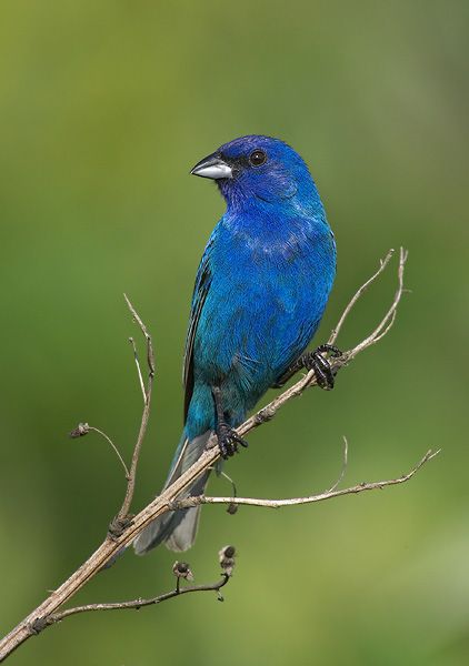 Wisconsin Birds, Bunting Bird, Indigo Bunting, Facebook Icons, Amazing Animal Pictures, Crazy Bird, Blue Birds, Rare Animals, Backyard Birds