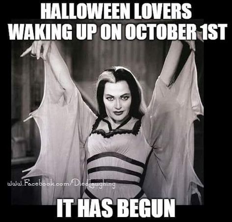 Halloween Humor, Halloween Decor Diy, Halloween Memes, Elvira Mistress Of The Dark, Halloween Is Coming, Diy Halloween Decor, Halloween Queen, Halloween Countdown, Halloween Everyday