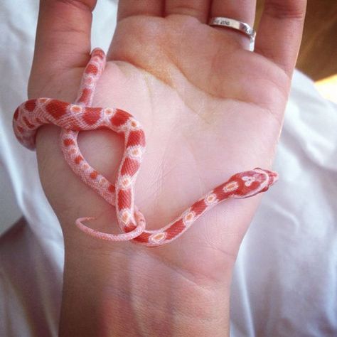 Pet snakes, I have Dino. He is a baby corn snake.: Corn Snakes, Pet Snakes, Baby Snakes, Pink Boy, Cool Snakes, Pet Lizards, Baby Corn, Pretty Snakes, Colorful Snakes