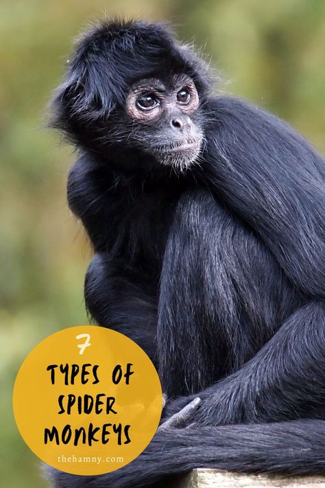 Ever wondered how many types of spider monkeys there are on this planet? If so, read this article to find out.